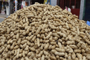 Groundnut Seeds from Rajasthan India from India